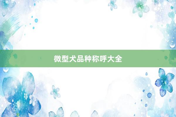 微型犬品种称呼大全
